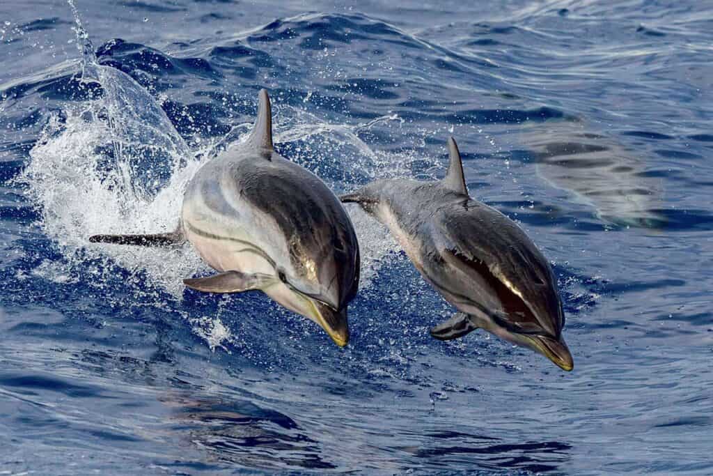Two dolphins leaping out of the ocean water side by side, splashing in the blue sea just off the vibrant coast of Lovina, Bali.