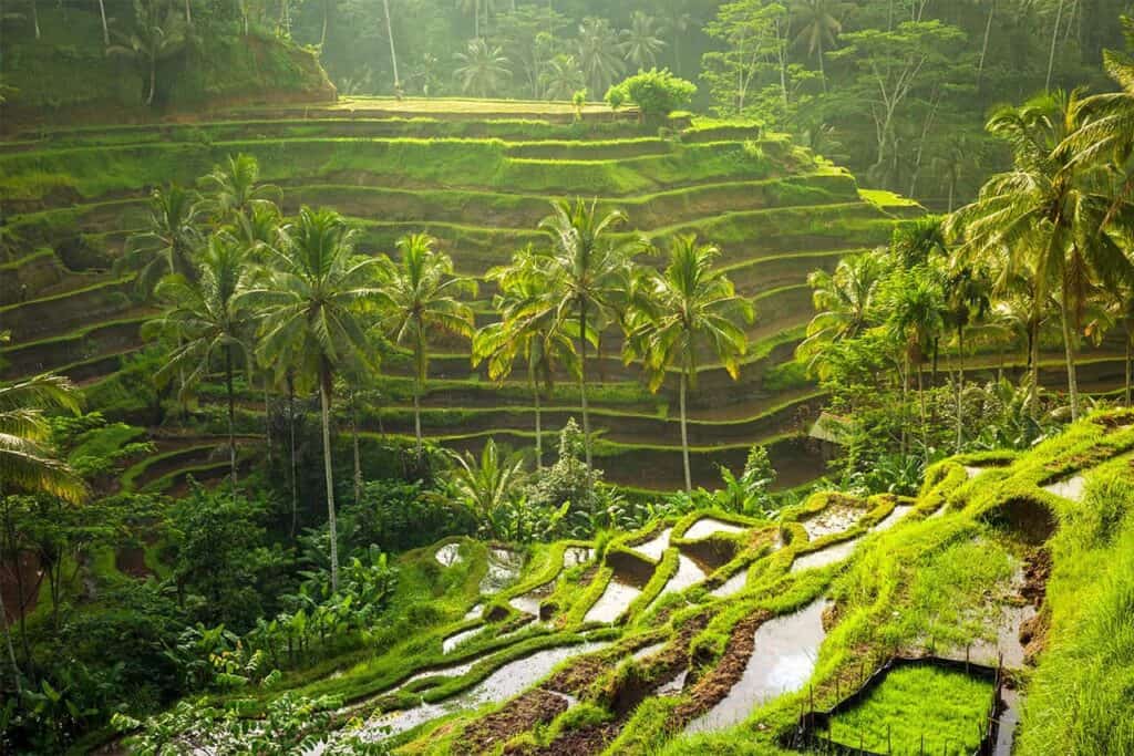 Bali's lush green terraced rice fields, adorned with palm trees, bask under the soft sunlight.